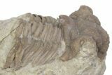 Bargain, Hoplolichoides Trilobite Fossil - Russia #363146-3